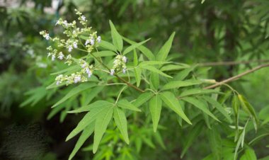 Cây Ngũ Trảo - Vitex Negundo L