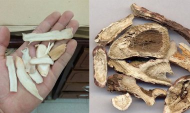 Xích thược, bạch thược và những bài thuốc thường dùng vị thuốc