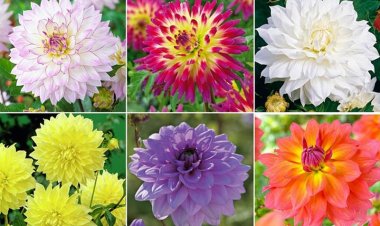 Cây hoa thược dược - Dahiia variabilis Desf