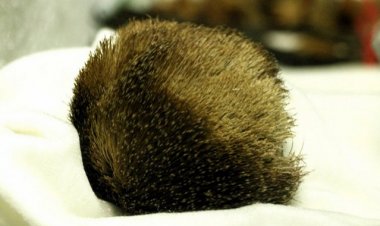 Xạ hương: Công dụng, tác dụng và cách dùng làm thuốc