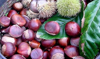 4 lưu ý khi ăn hạt dẻ để tránh rước bệnh vào thân