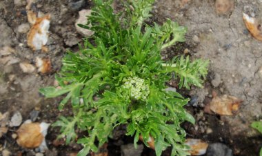 Sâm Maca Peru - Lepidium meyenii Walp