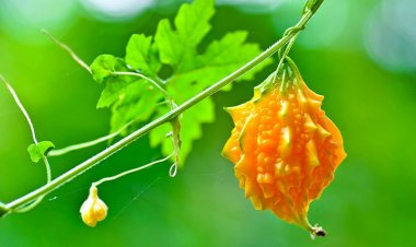 Cây Khổ Qua Rừng - Momordica Charantia L