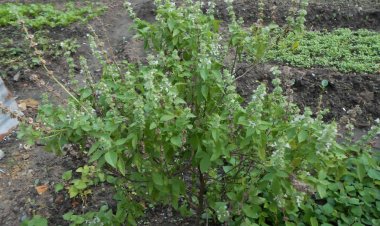 Cây Trà Tiên - Ocimum basilicum L. var. pilosum (Willd.) Benth