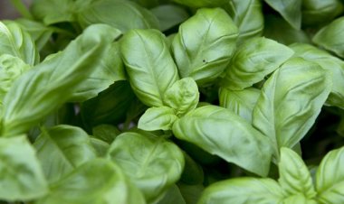 Nhân giống in Vitro loài húng quế tây Ocimum basilicum L