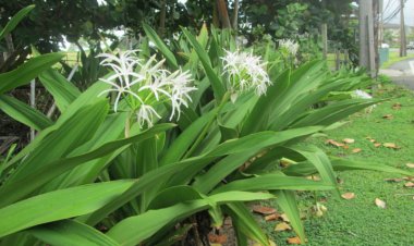 Cây Náng Hoa Trắng - Crinum asiaticum L