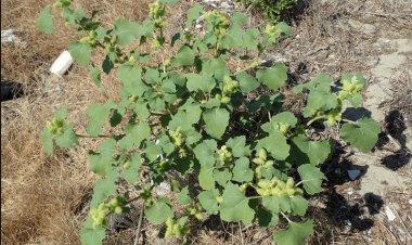 Cây Ké Đầu Ngựa - Xanthium strumarium L