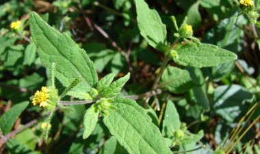 Cây Hy Thiêm - Siegesbeckia orientalis L