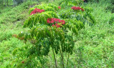 Cây Gối Hạc - Leea rubra Blume ex Spreng