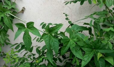 Cây Chìa Vôi - Cissus modeccoides Planch