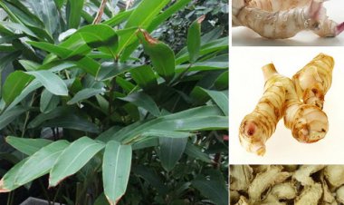 Riềng điều trị chứng cảm phong hàn, ăn không tiêu, buồn nôn, ợ hơi nuốt chua, giải rượu