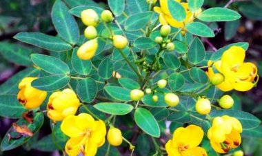 Thảo quyết minh: Công dụng và tác dụng của dược liệu Thảo Quyết Minh