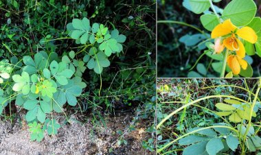 Cây Muồng Ngủ - Cassia Tora