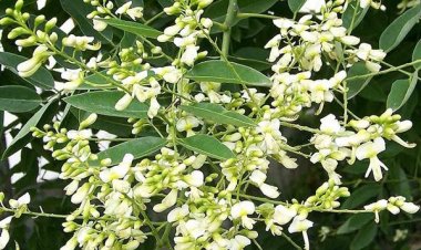 Tác dụng chữa bệnh trong dân gian của hoa hòe