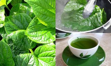 Các bài thuốc chữa bệnh hiệu quả từ lá lốt