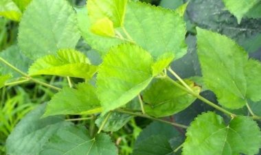 Lá dâu và bài thuốc có tang diệp