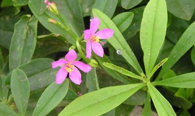 Sâm đất: Công dụng và tác dụng chữa bệnh của cây sâm đất 3 cạnh