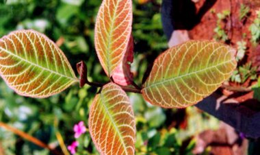 Cây khôi nhung dùng trị đau dạ dày hiệu quả