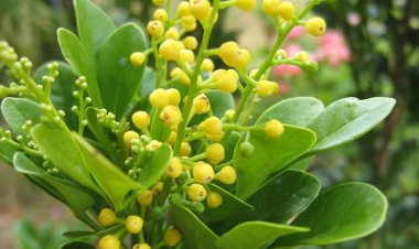 Hoa ngâu - vị thuốc quý