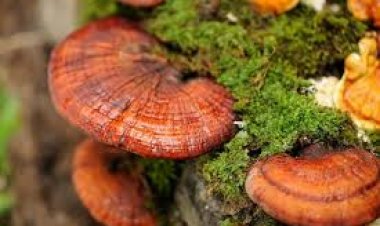 Nấm Linh chi Việt Nam - Thảo dược quý từ ngàn xưa