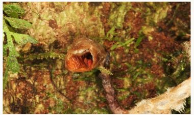 Phát hiện loài phong lan mới có mùi thịt thối