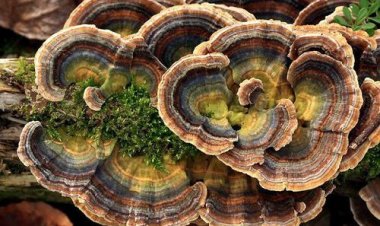 Nấm phục linh đắt như vàng nhưng vẫn còn những loài đắt và công dụng tuyệt vời ít người biết