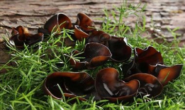 Tác dụng của mộc nhĩ với sức khỏe