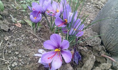 Nghệ tây - Crocus sativus