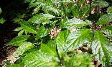 5 chiếc lá khô queo được bán với giá 200.000 đồng