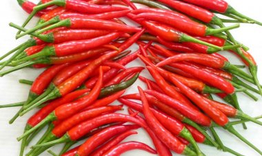 Công dụng chữa bệnh viêm khớp 'giật mình' từ ớt