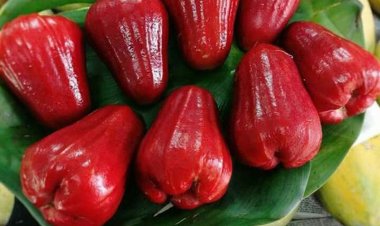 Những công dụng tuyệt vời của quả roi mà bạn chưa hề nghĩ đến