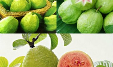 Khám phá công dụng chữa bệnh tuyệt vời từ ổi