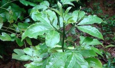 Giống cây toàn thân là mỏ vàng