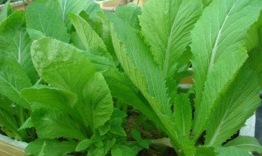 Rau cải cực độc với người đặc biệt, ăn một miếng hối hận cả đời