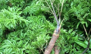 Những tác dụng chữa bệnh của cây đinh lăng