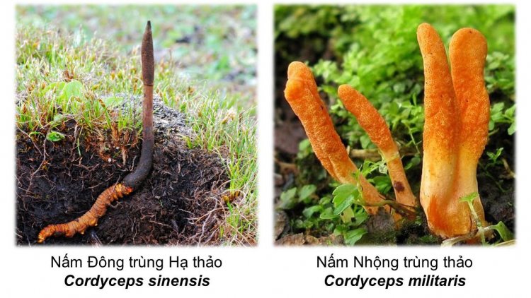 Đông trùng hạ thảo - Dược lý và công dụng y học