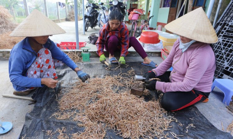 Người dân phân loại rễ và bỏ lõi