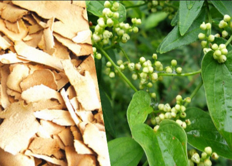 Cây tỳ giải, Bì giải, Củ Kim cang, Bạt kế - Dioscorea tokoro Mahino