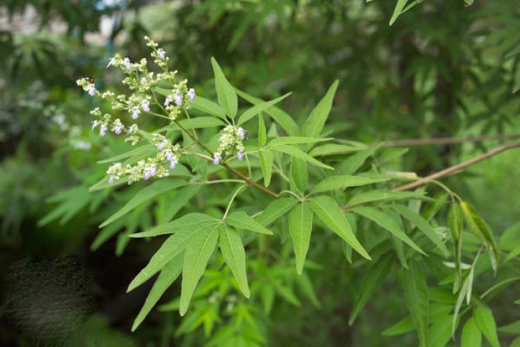 Cây Ngũ Trảo - Vitex Negundo L