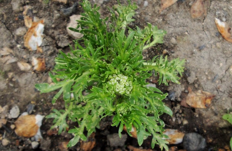 Sâm Maca Peru - Lepidium meyenii Walp