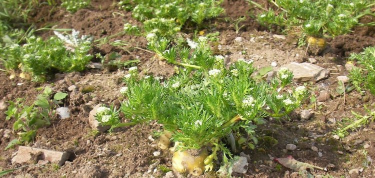 Sâm Maca Peru - Lepidium meyenii