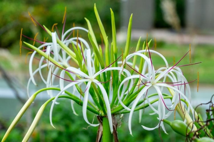 Hoa Cây Náng Hoa Trắng - Crinum asiaticum L