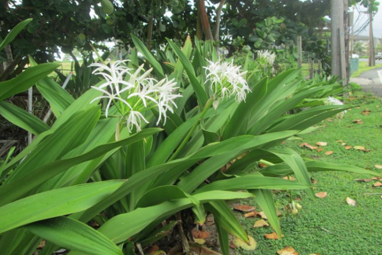Cây Náng Hoa Trắng - Crinum asiaticum L