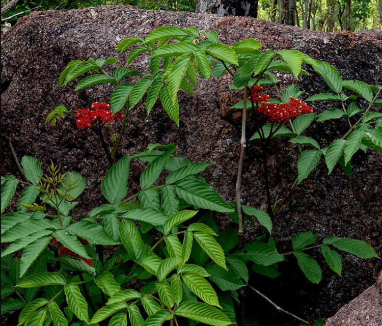 Cây Gối Hạc - Leea rubra Blume ex Spreng.