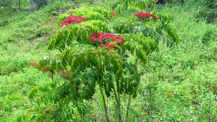 Cây Gối Hạc - Leea rubra Blume ex Spreng