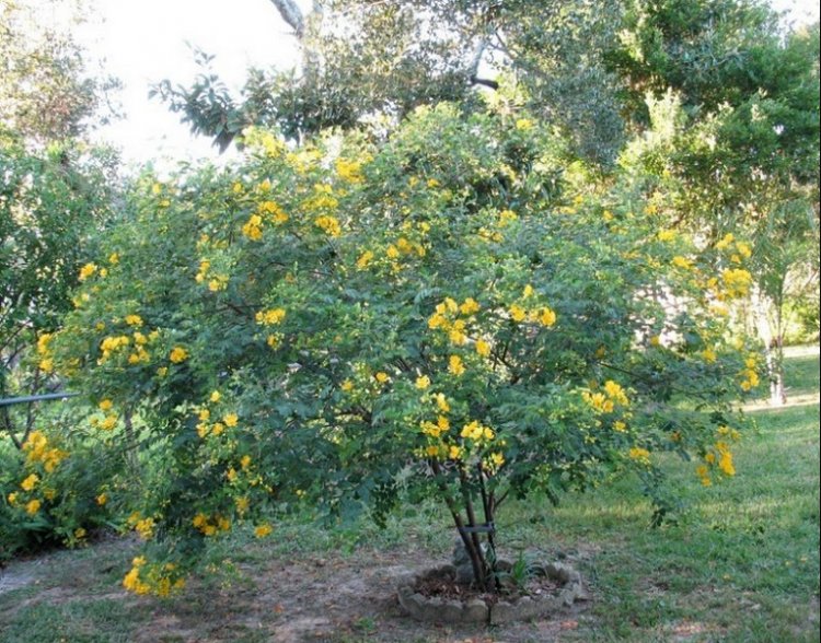 Cây Muồng Ngủ - Cassia Tora