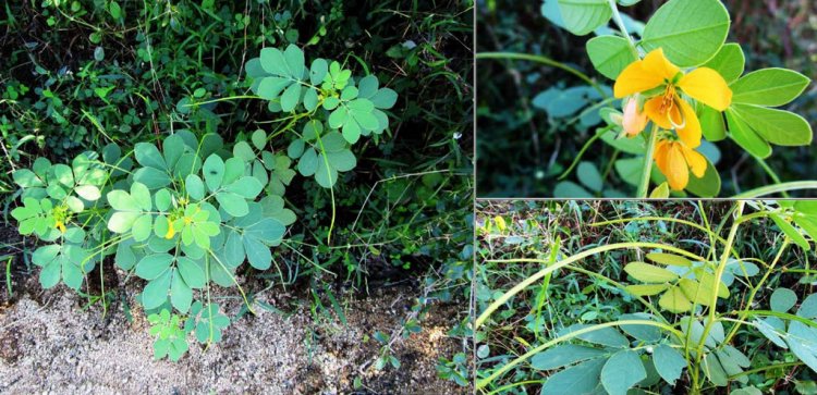 Cây Muồng Ngủ - Cassia Tora