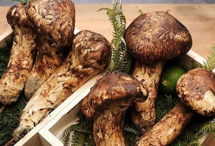 Nấm Matsutake