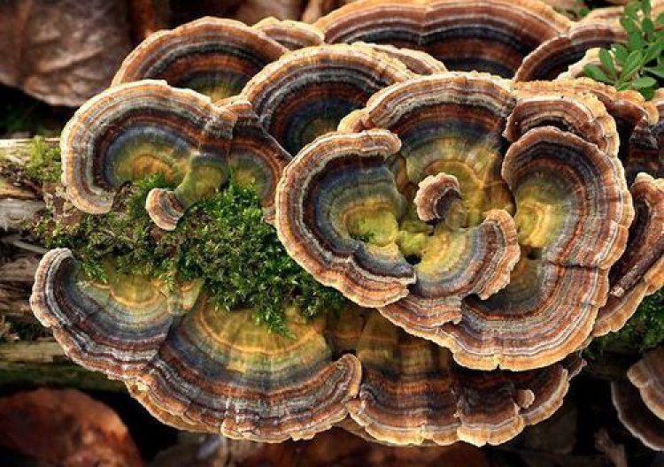 Nấm Trametes Versicolor