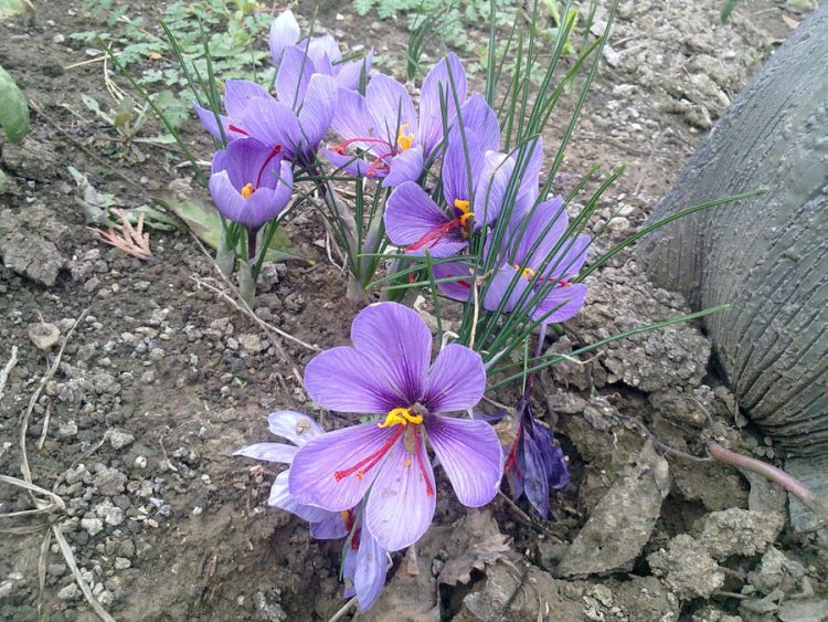 Nghệ tây - Crocus sativus